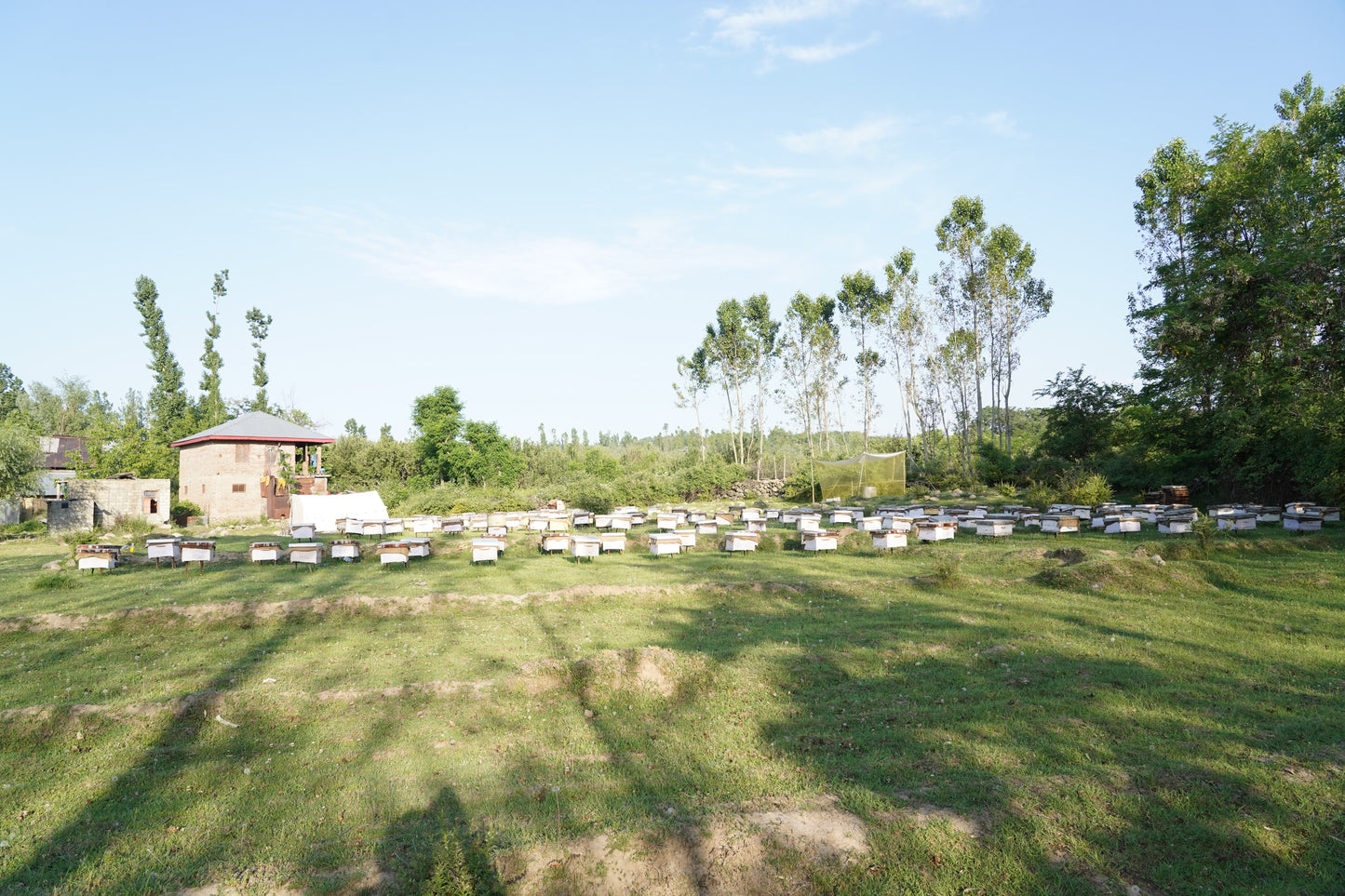 Solai Honey - Filtered honey 500gms