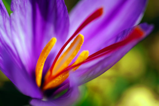 Saffron: The Golden Spice That Elevates Your Cooking and Well-being