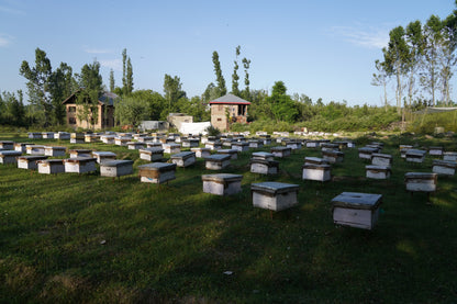 Wild Honey (Multi- Floral) 500gms