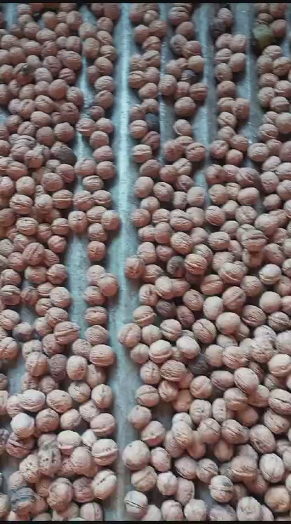 Organic Walnut with kernels 500gm
